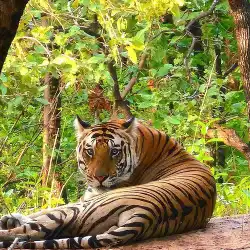 मानसून अवकाश के बाद 1 अक्टूबर से खुलेंगे मध्यप्रदेश के टाइगर रिजर्व