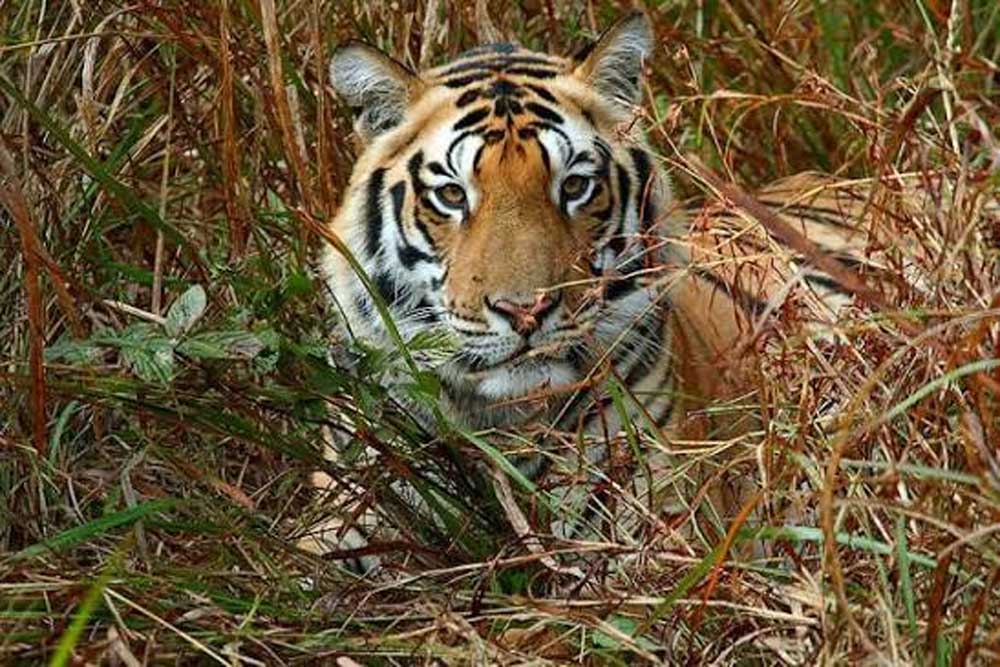 KANHA 01.jpg