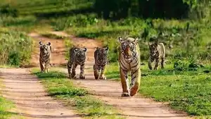Tiger reserve
