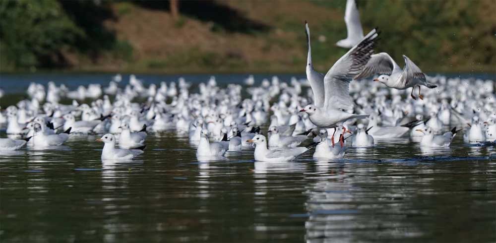 Birds 02.jpg
