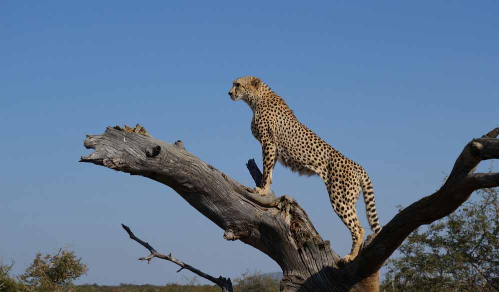 Cheetah 47 4.jpg