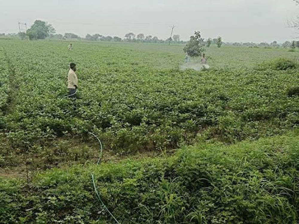 KISAN 08.jpg